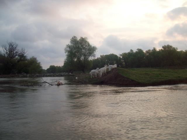 Doar ... NATURA - 3 - sany5300.JPG